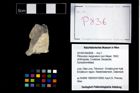 Foto (Objekt + Etikett) von Pithonoton marginatum (von Meyer, 1842)  (NHMW-GEO-2014-0194-0836)
